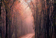 [德甲]第2轮：斯图加特3-3美因茨 集锦.